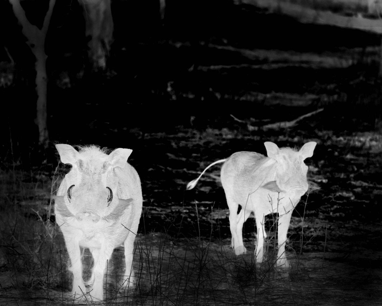 Thermal image of two warthogs at night